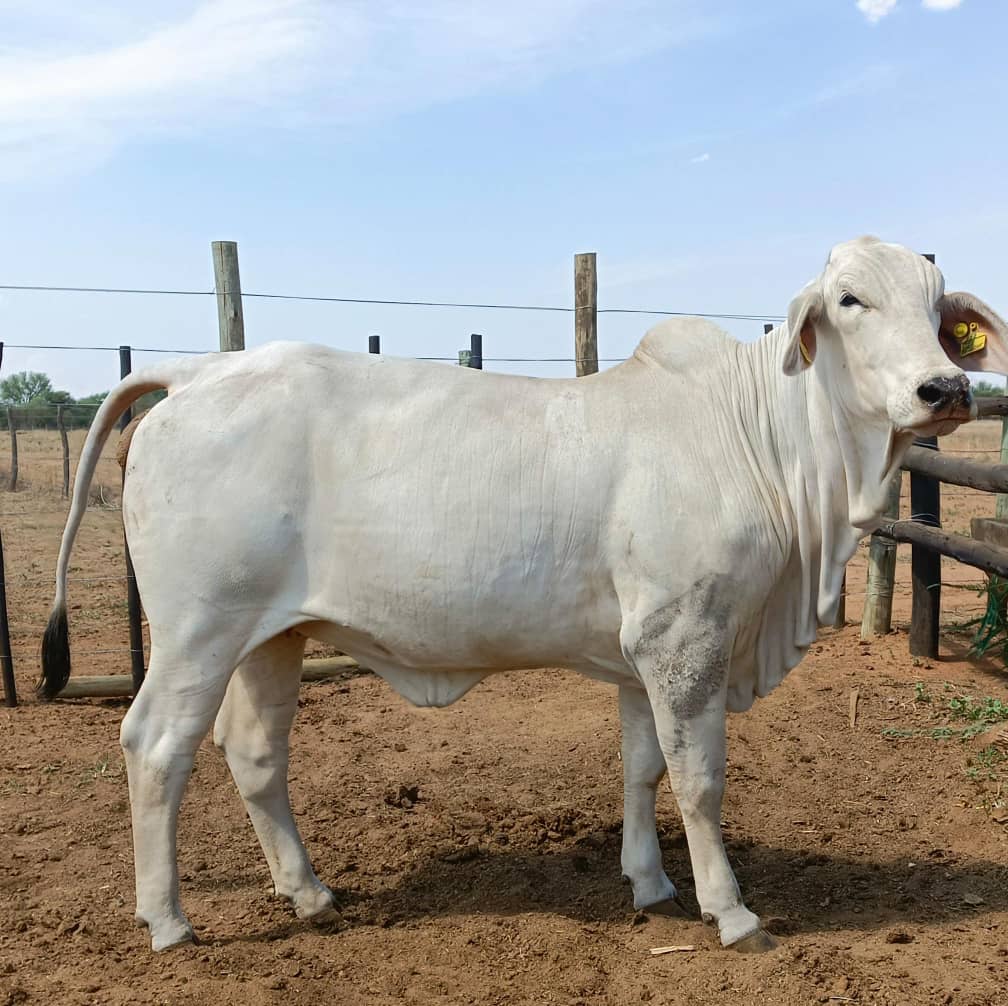 Mr Galeforolwe Brahman Breeding