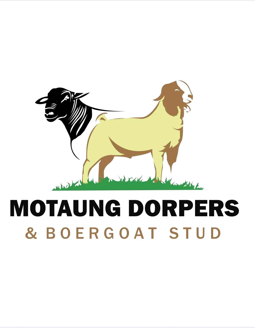 Motaung Dorpers & Boer Goat stud