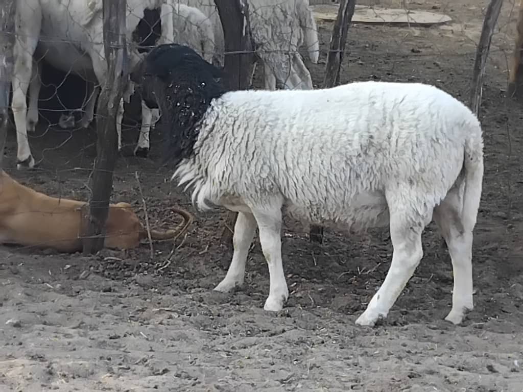Leoke Farms