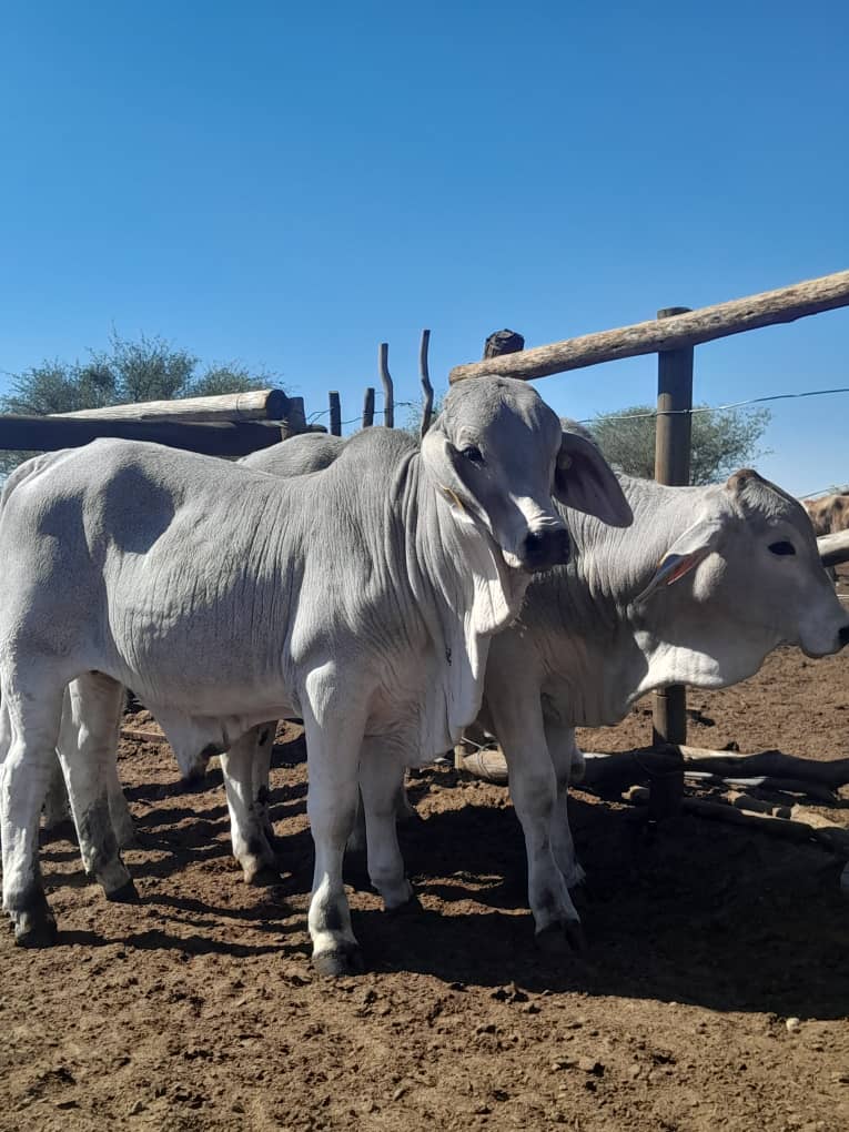 Mr Molemi Villander Farm