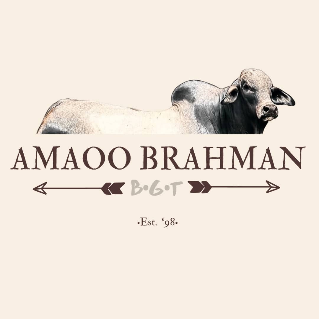 Amaoo Brahman Stud