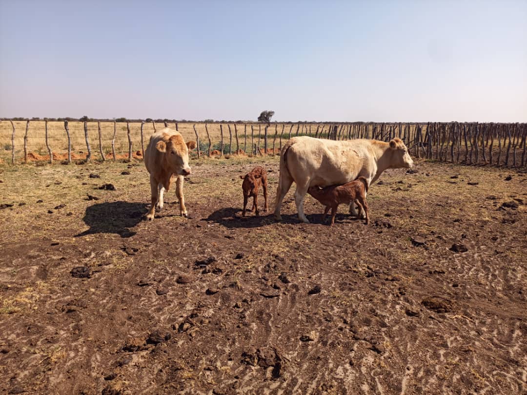 Boitshoko Maphage Farm