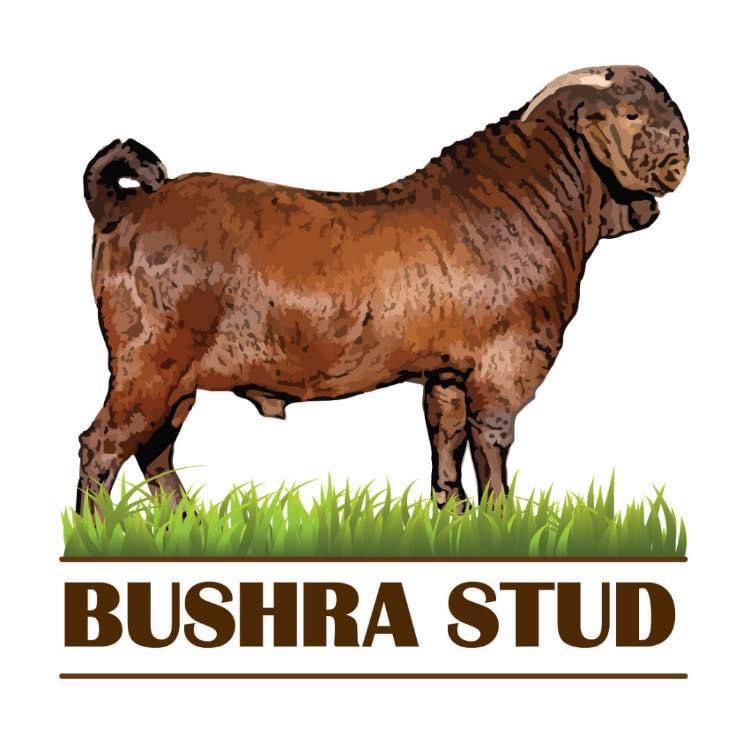 Bushra Stud