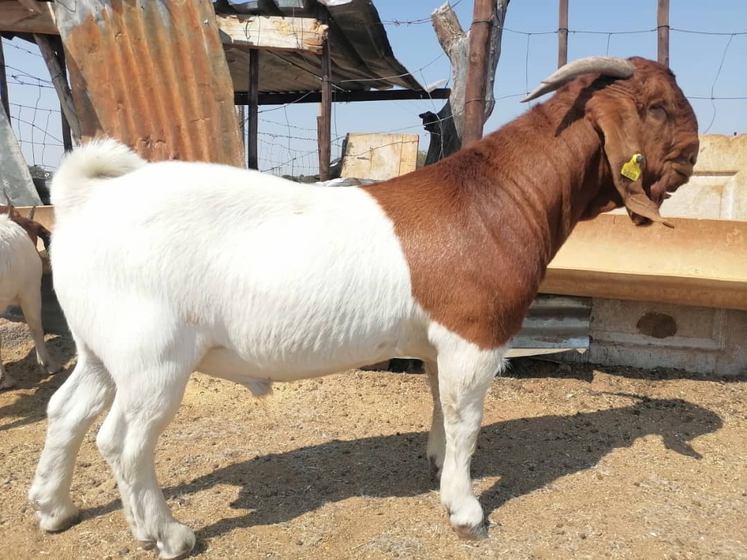 Desmond katjipaha Farms