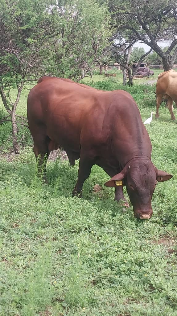 Gamatuba Cattle Farmin