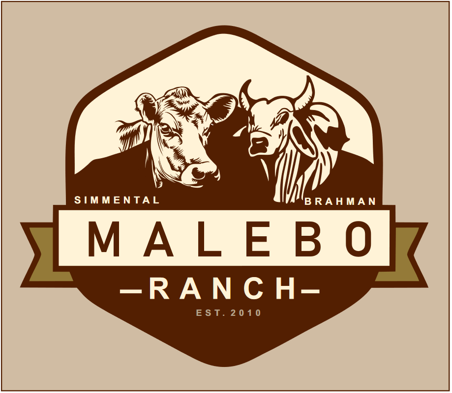 Malebo Simmental