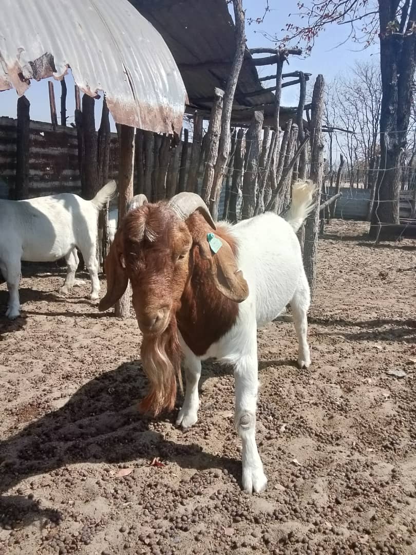 Mr K. Rebaeng Farm