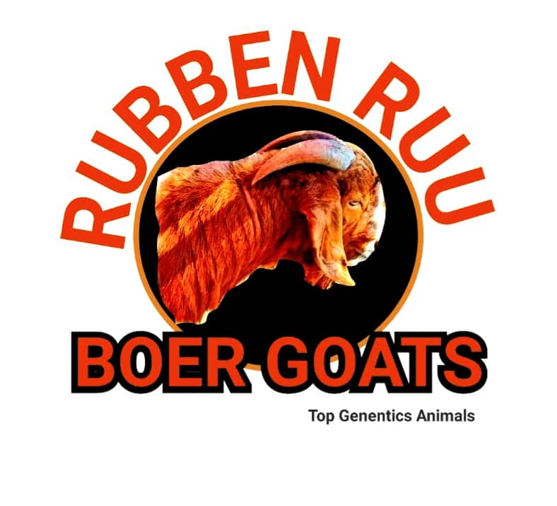 Rubben Ruu Boer Goats