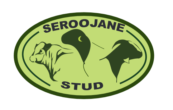 Seroojane Stud