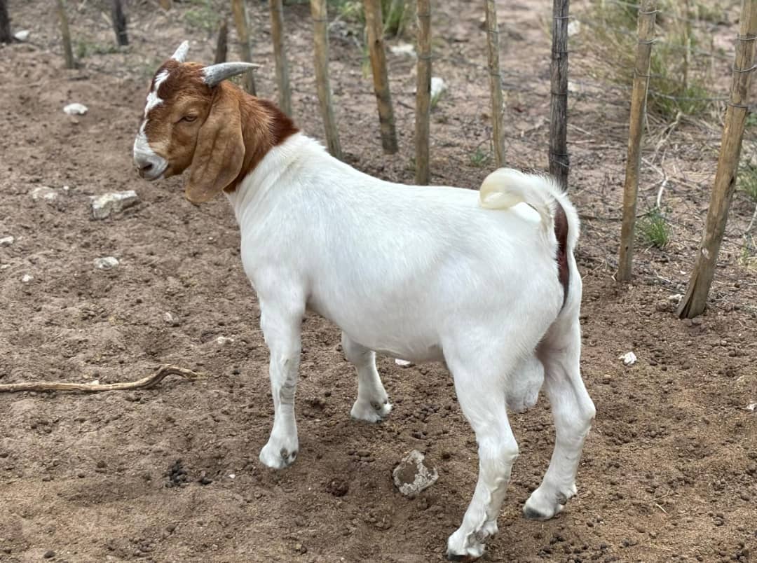 Boer Goat