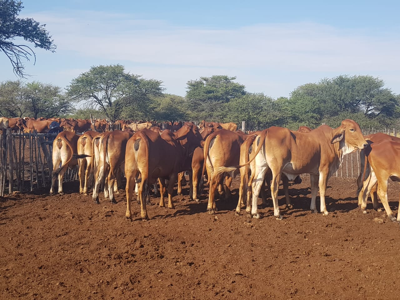 Red Brahman