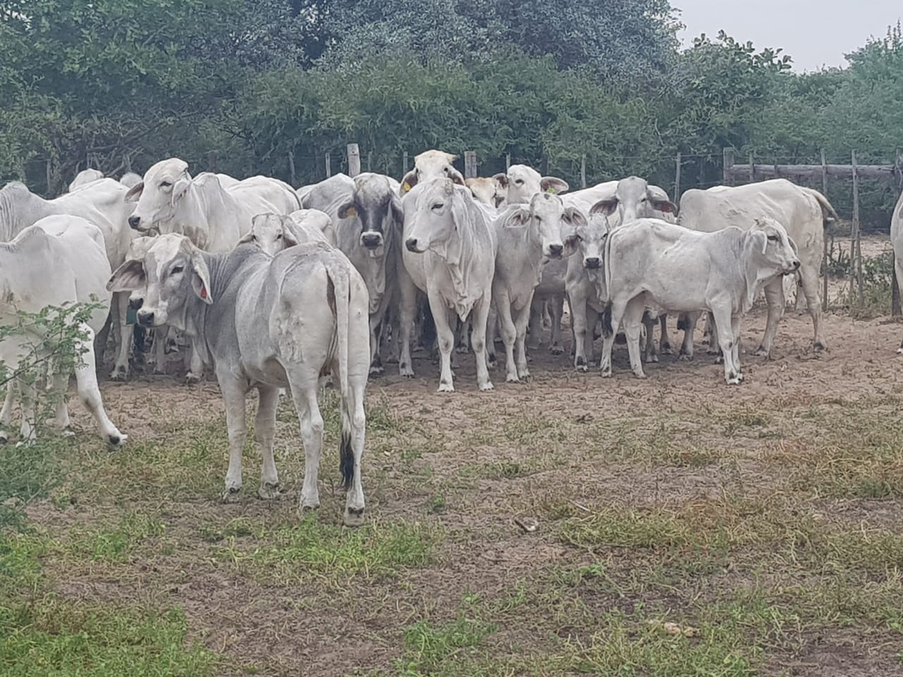 White Brahman