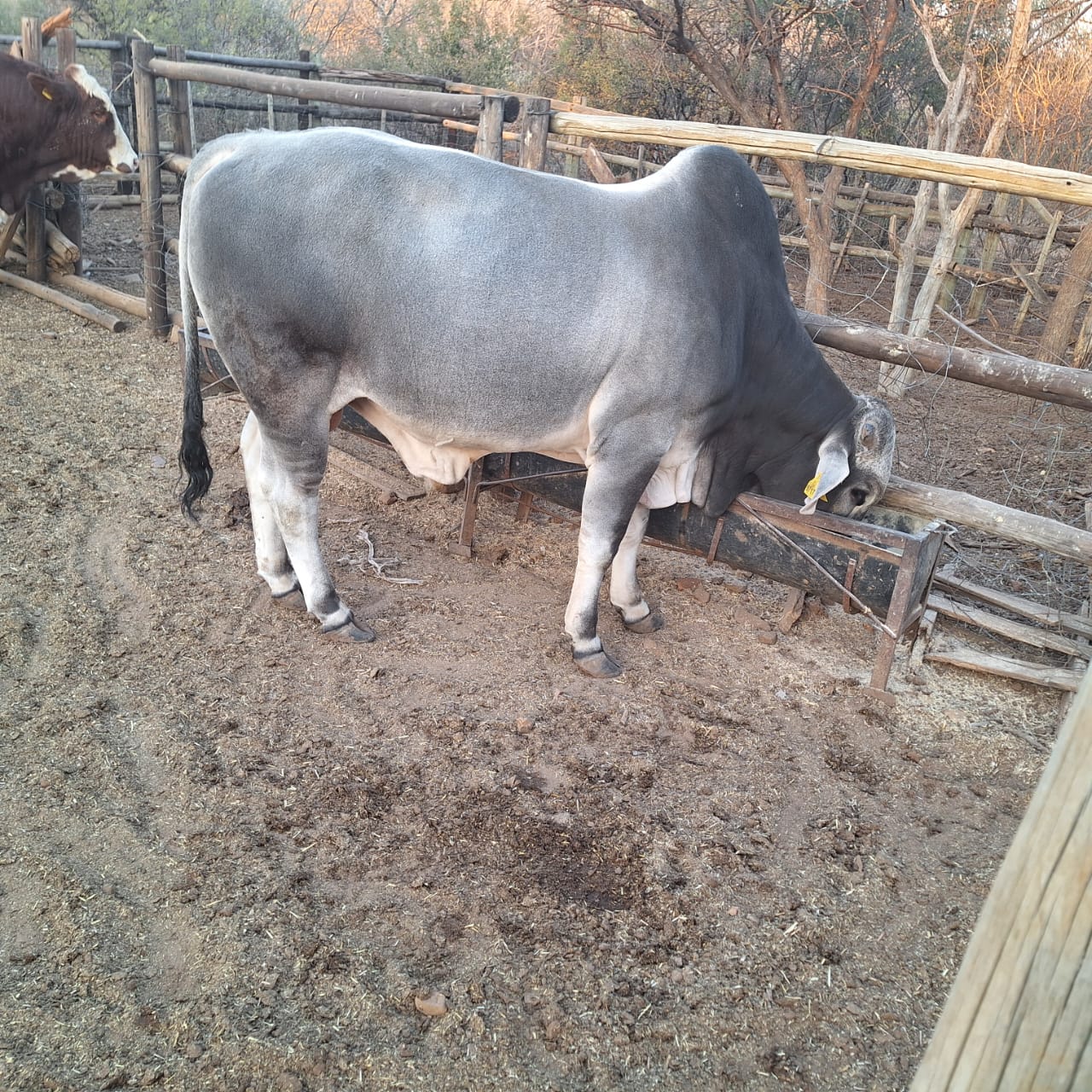 Brahman