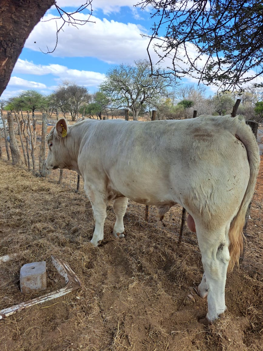 Charolais