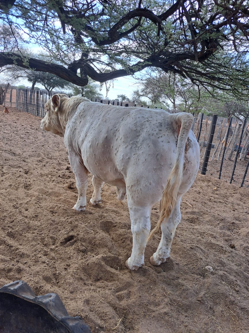 Charolais