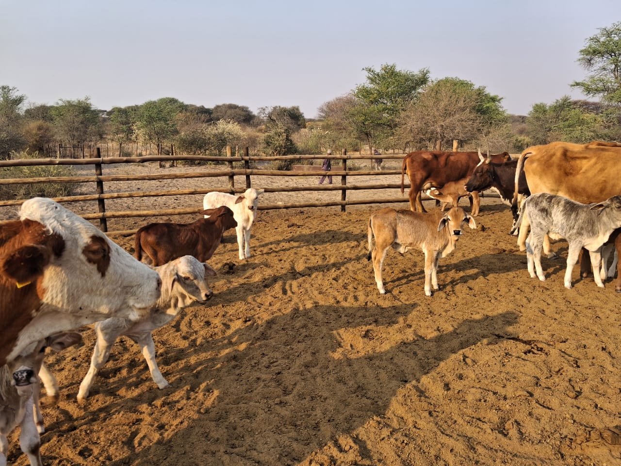 Cross Brahman