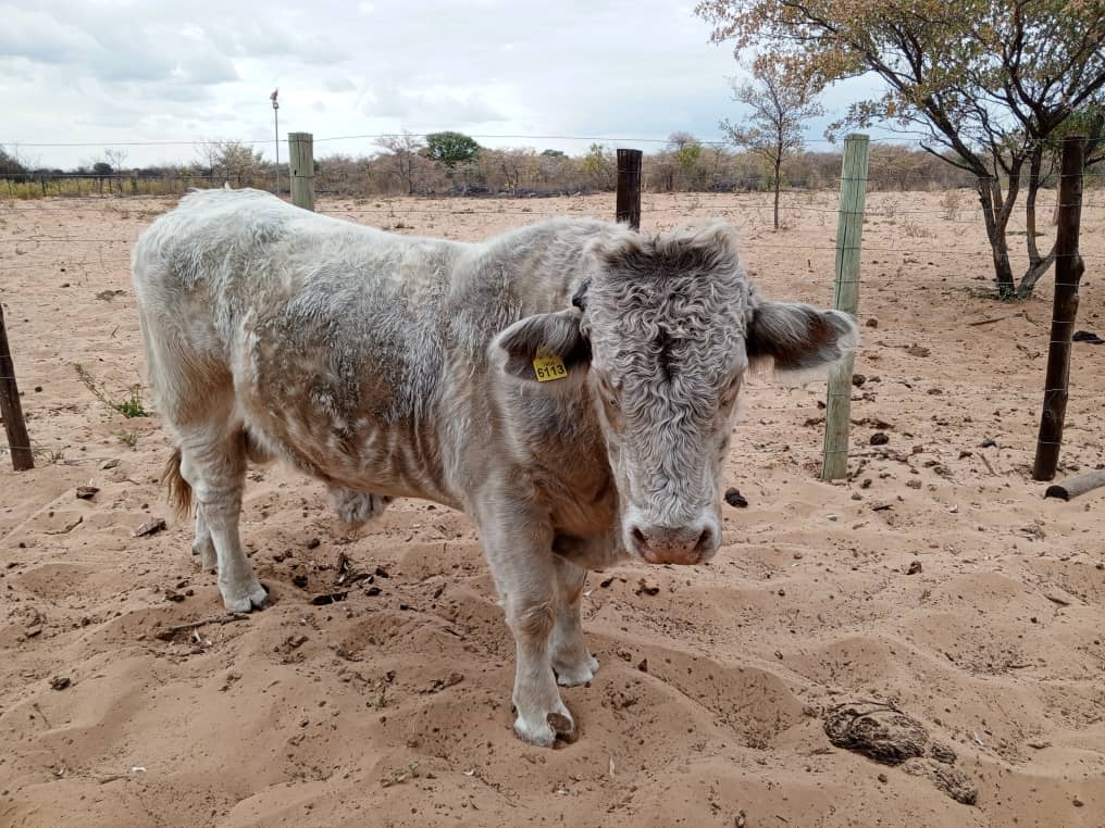 Charolais