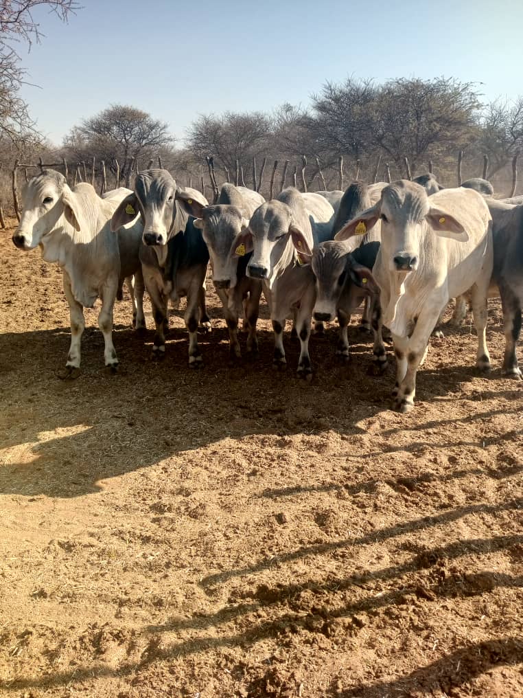 White Brahman