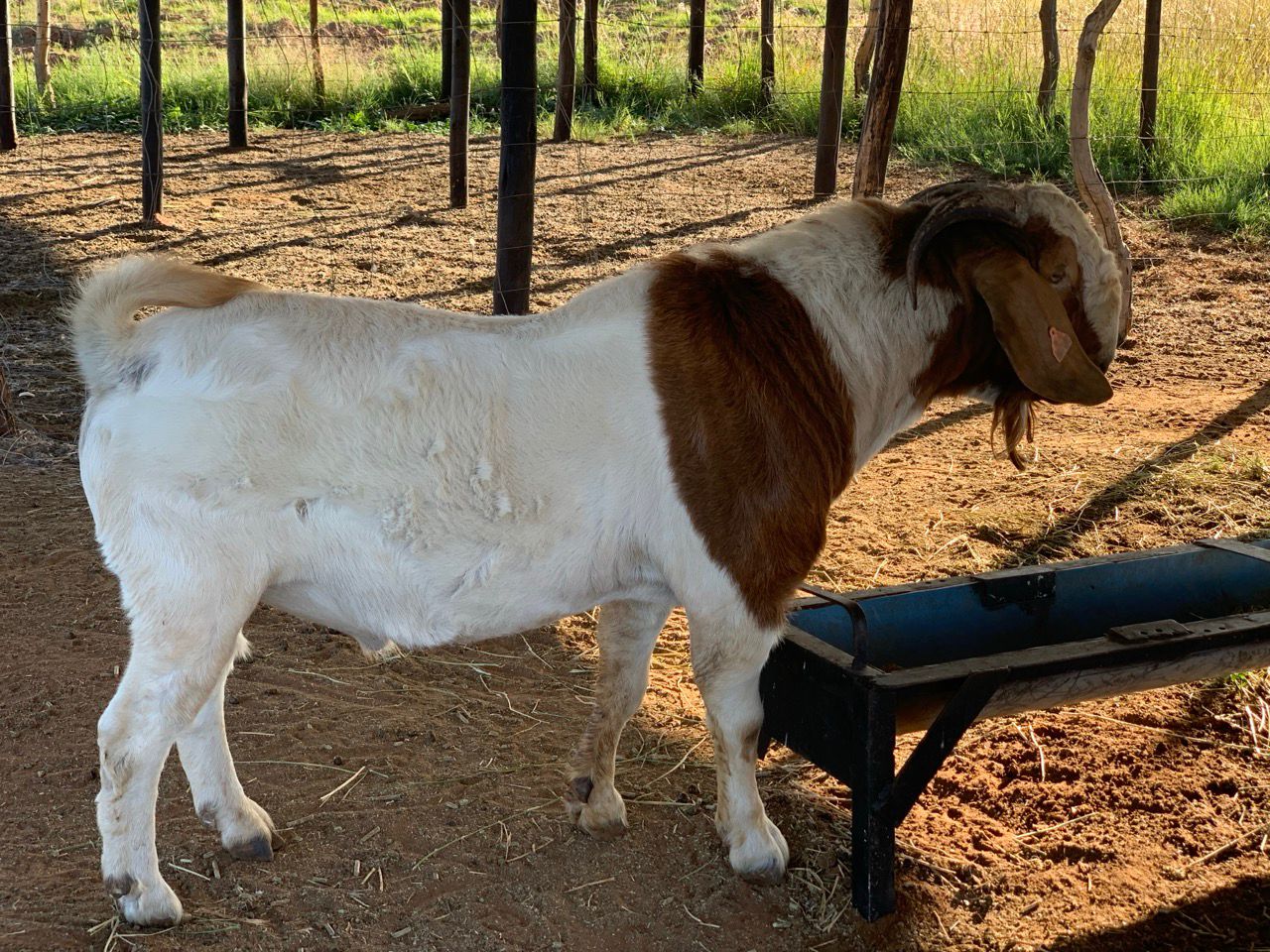 Boer Goat