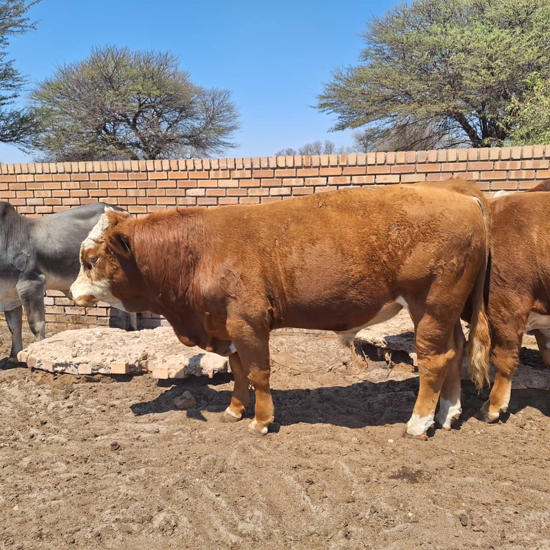 Simmental