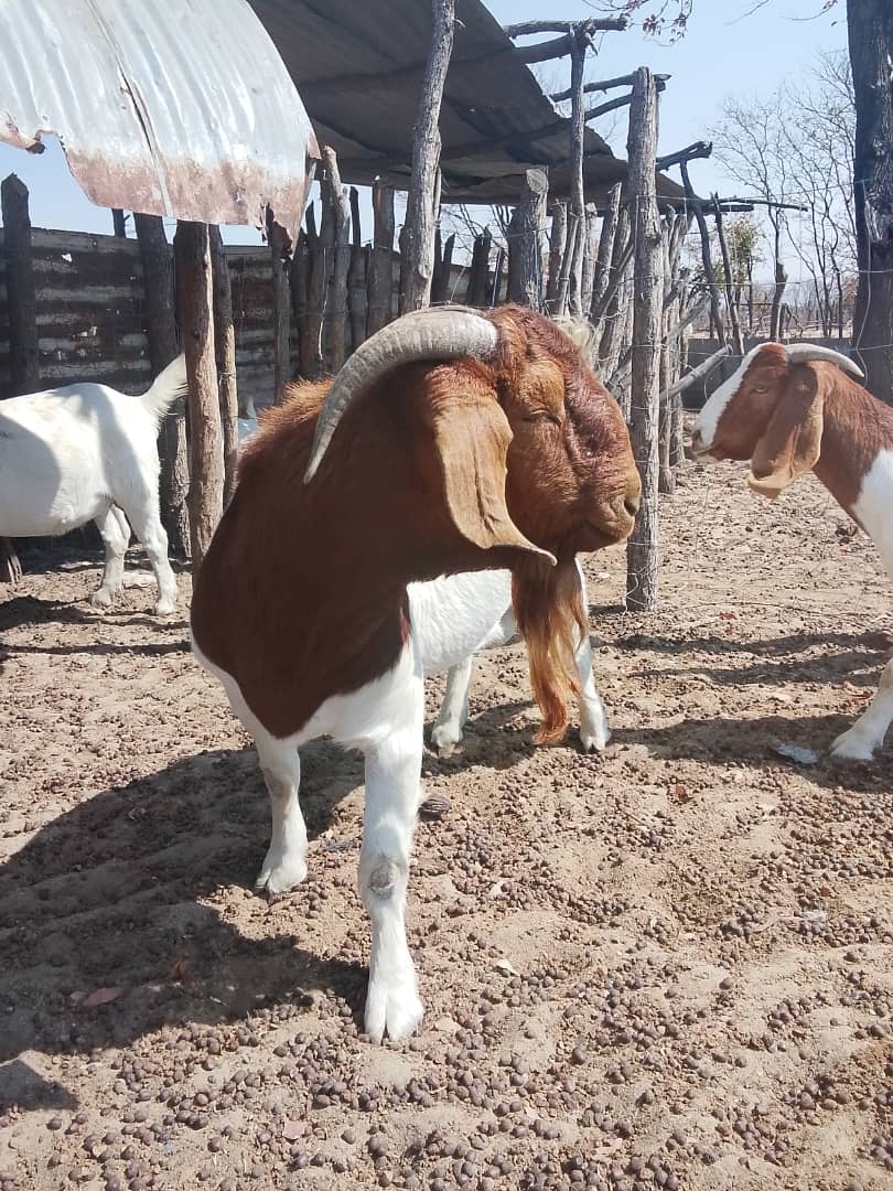 Boer Goat