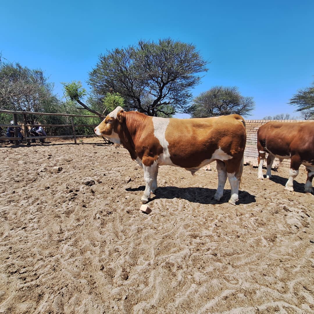 Simmental