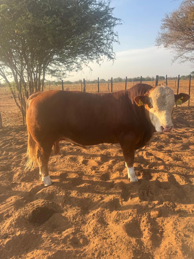 Simmental