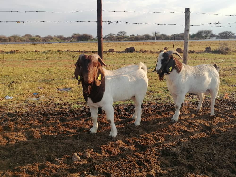 Boer Goat