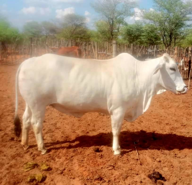 Brahman