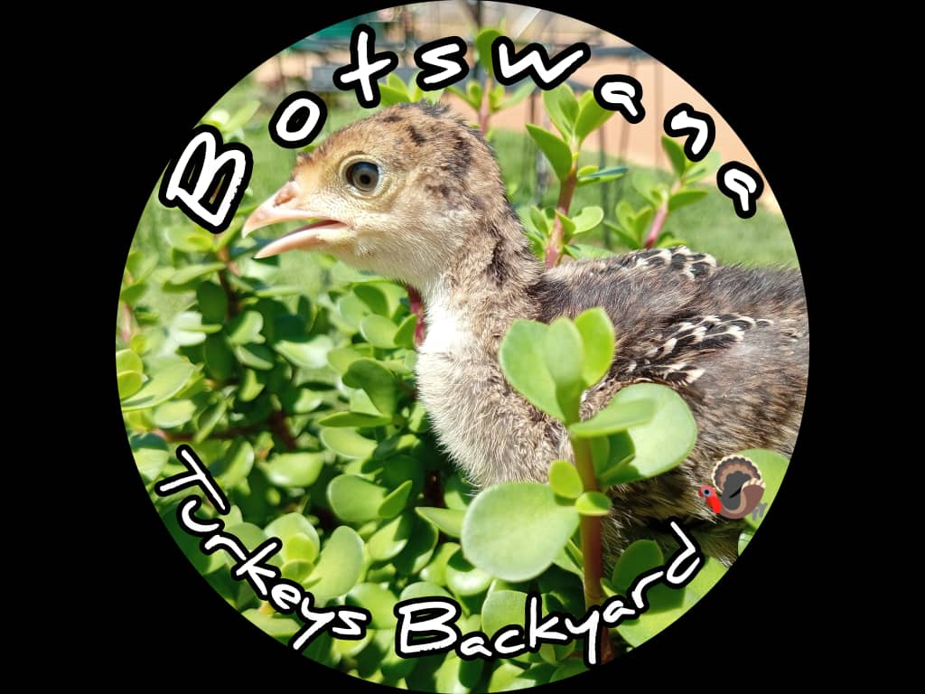 Botswana Turkeys Backyard