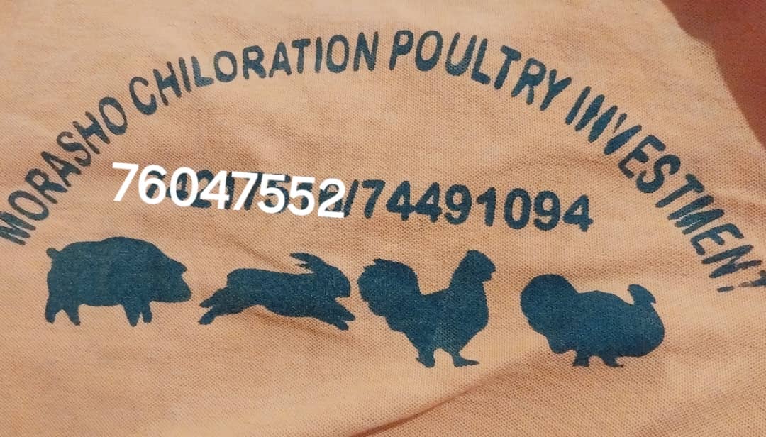Morasho Chiloration Poultry Investment