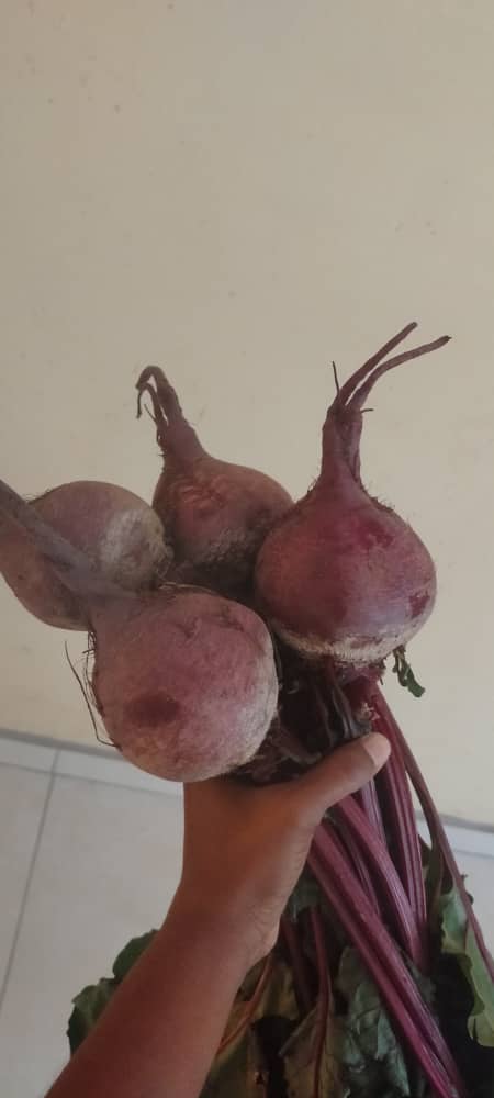 * Fresh Beetroot (4s)P10, Beetroot 1kg ~ P15