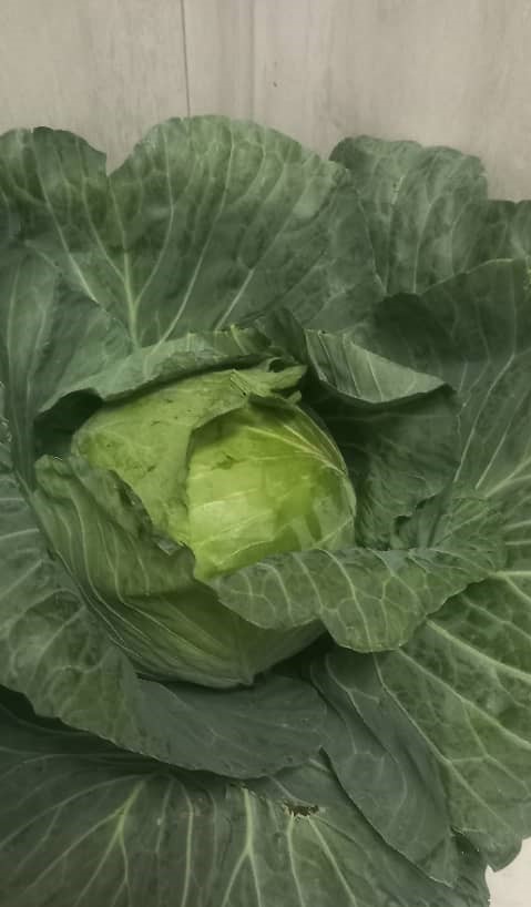 Cabbage Head