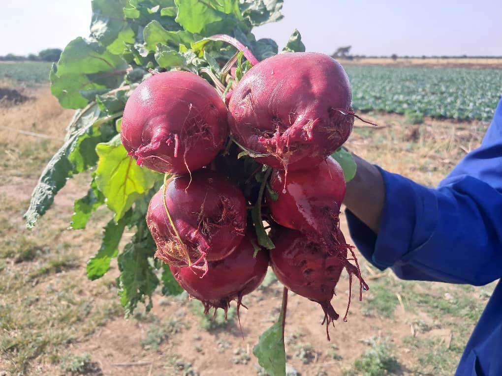 Beetroot ready for harvest (P8.00 per kg)