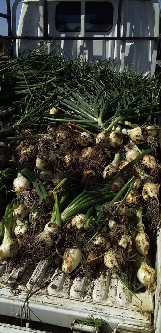 Onions are available from farm. Bundle of 10