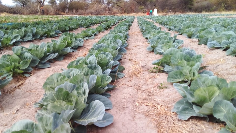 Cabbages ready
Rape and spinach ready in 4 weeks
Onions and garlic ready in 3 months