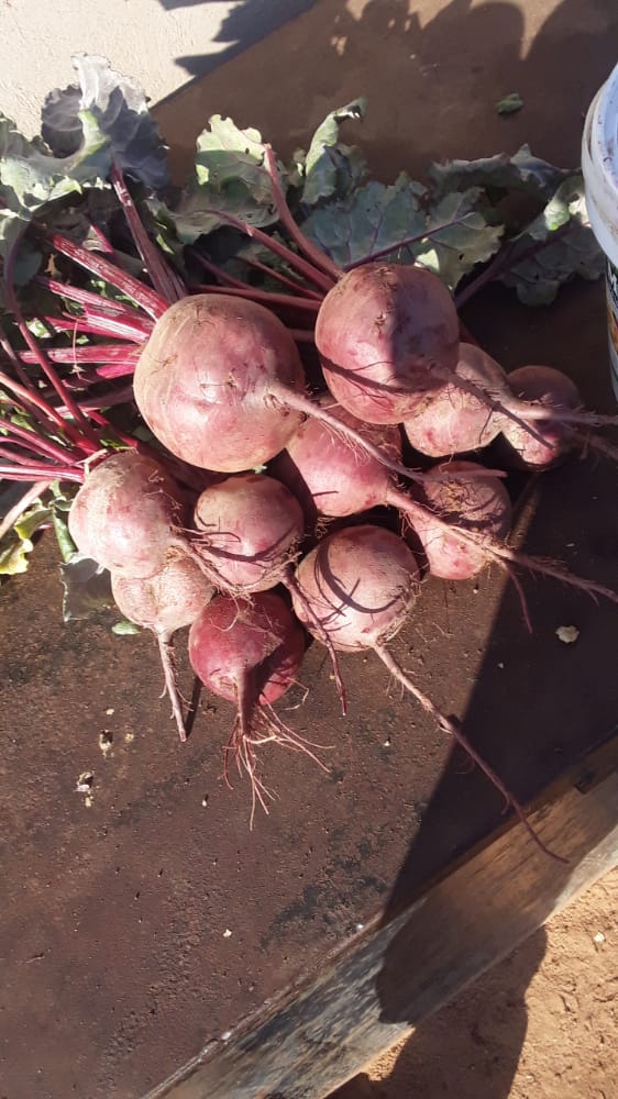 Medium size beetroot fresh from farm @ 12 per kg