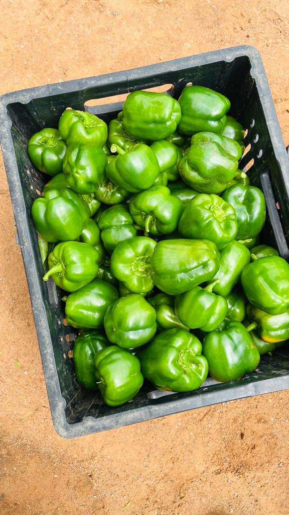 Crate of green pepper