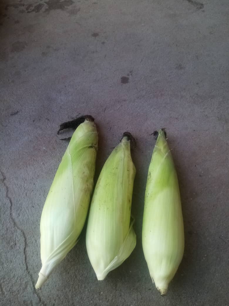 Fresh maize corn