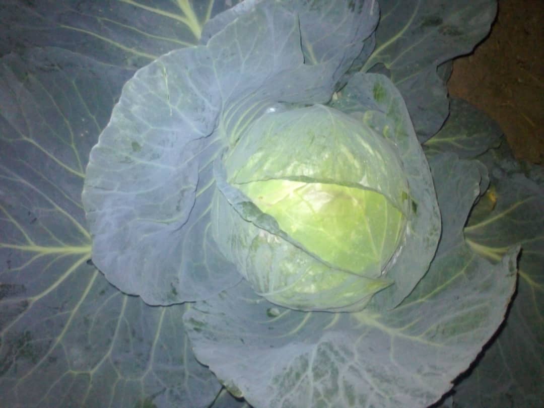 1000 heads of cabbage for sale, P12 for bulk buyers