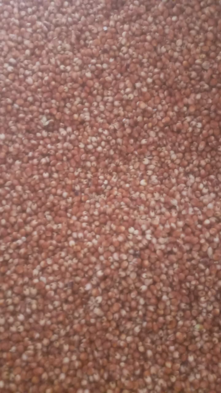 Red sorghum 