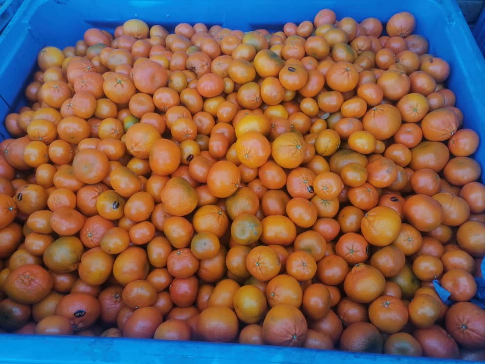 Crate of tomatoes in serowe