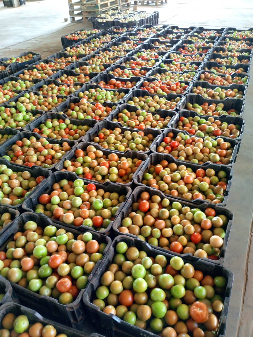 Crate of tomatoes