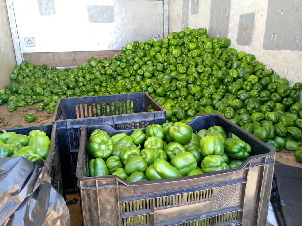 Crate of green pepper