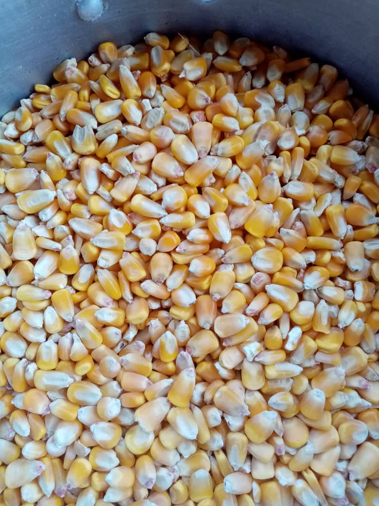 Yellow Maize