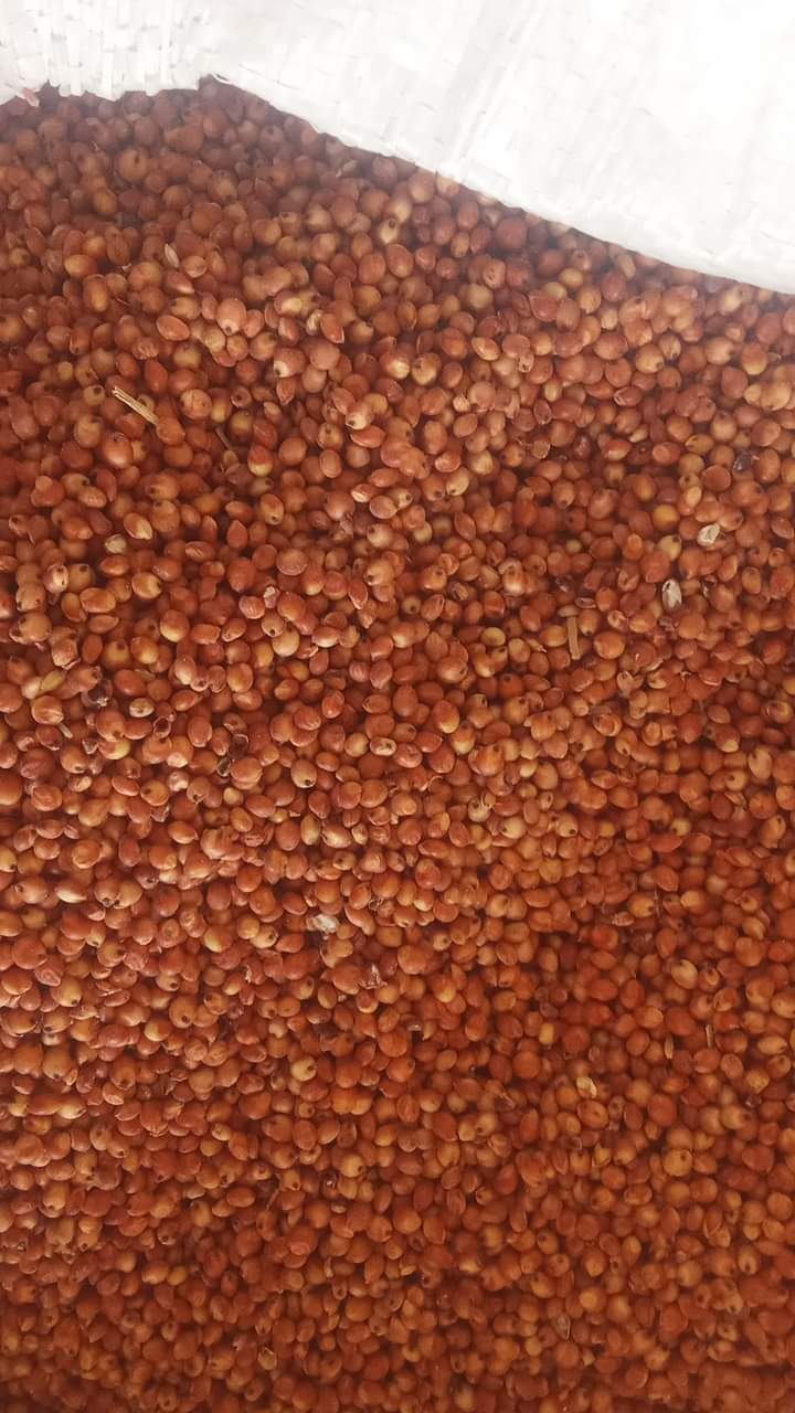 Sorghum