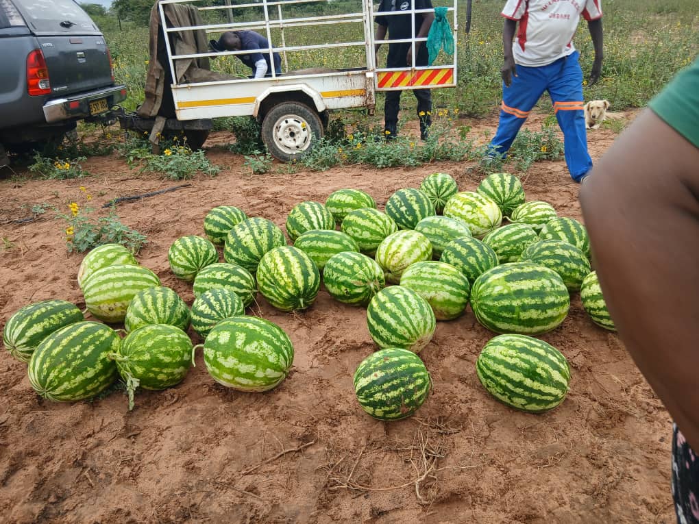 Watermelon - Crimson sweet.