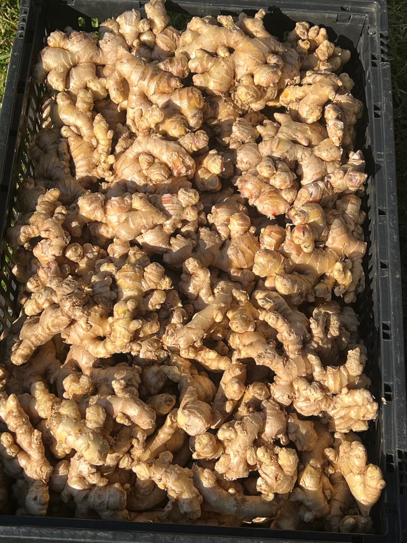 Fresh grown farm ginger @P90 per kg