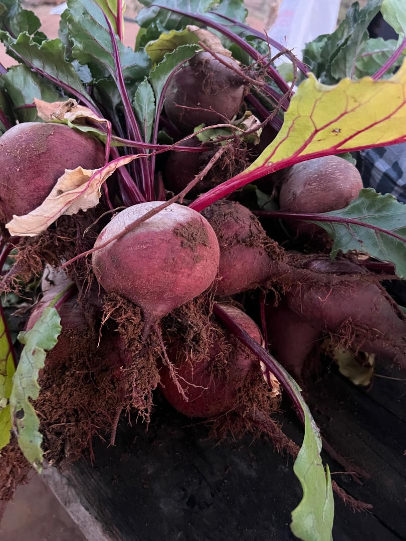 Fresh farm grown beetroot @P13/kg
