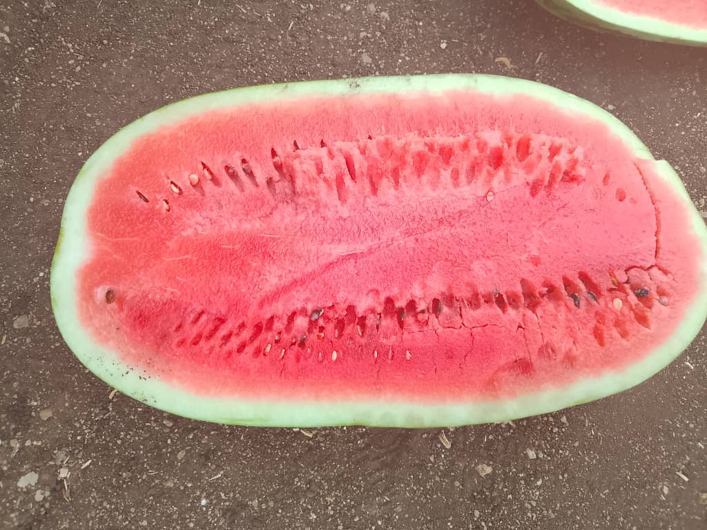 Watermelons 

Medium @P50
6 to 9 kg

Large @P60
9 to 12kg

Sweetmelons 
P40 each